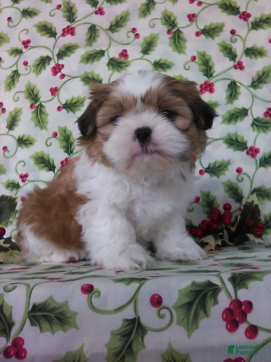 Gallery Image {{count}}