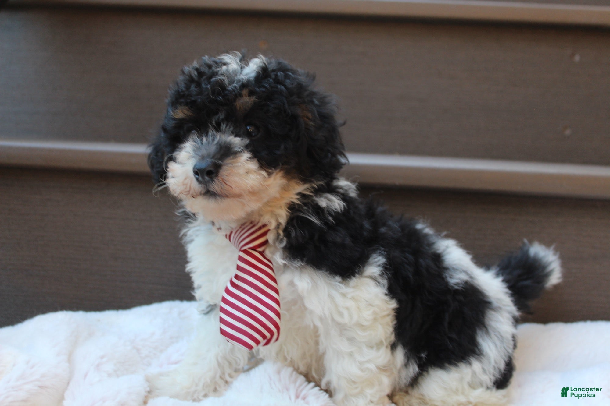 Miniature Poodle dogs for sale: Milo - Ad 2