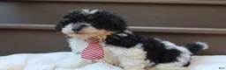 Miniature Poodle dogs for sale: Milo - Ad 1