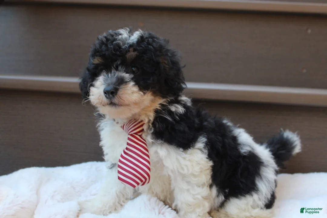 Miniature Poodle dogs for sale: Milo - Ad 1
