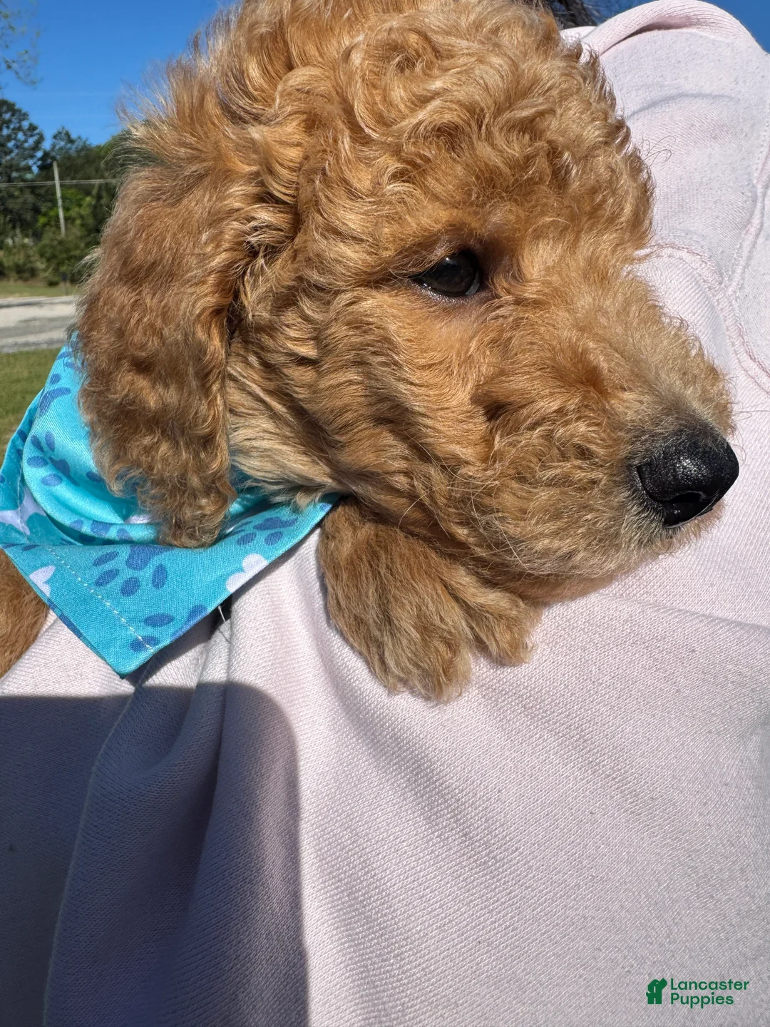 Goldendoodle dogs for sale: Goldendoodle Puppy 1 - BoBo Blue Collar - Ad 2
