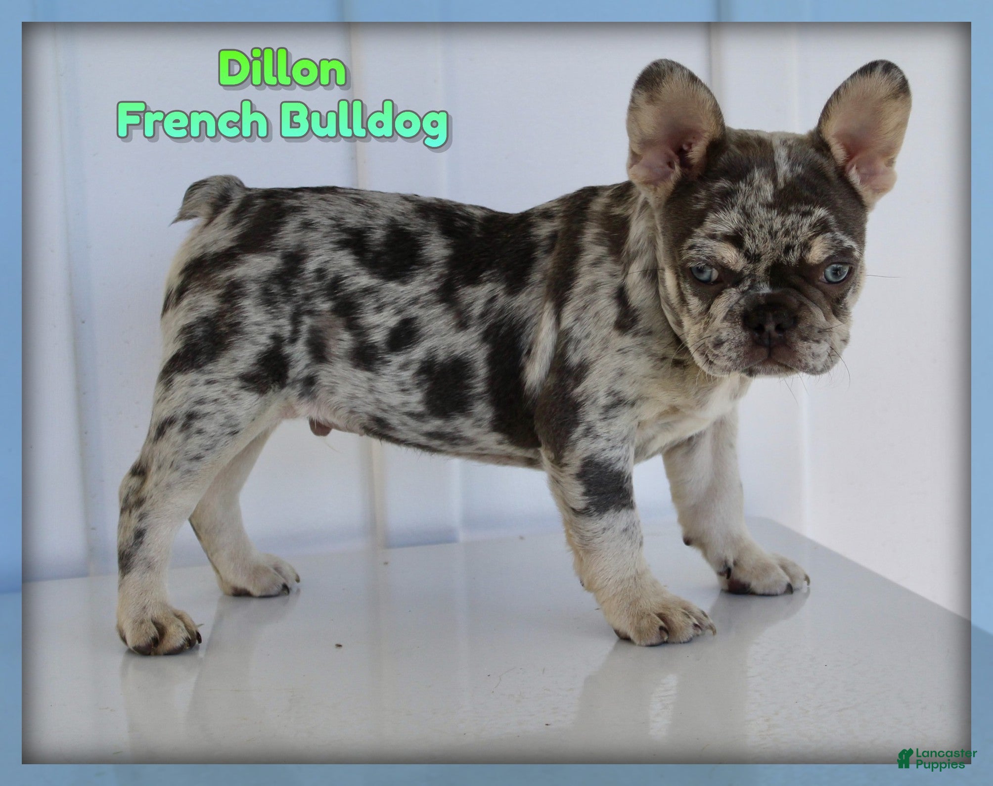 French Bulldog dogs for sale: Dillon - Ad 4