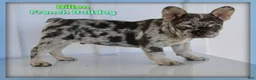 French Bulldog dogs for sale: Dillon - Ad 12