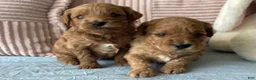 Mini Goldendoodle dogs for sale: Mini Goldendoodle “Nala” - Ad 4