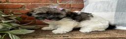 Havapoo dogs for sale: Mocha - Ad 5