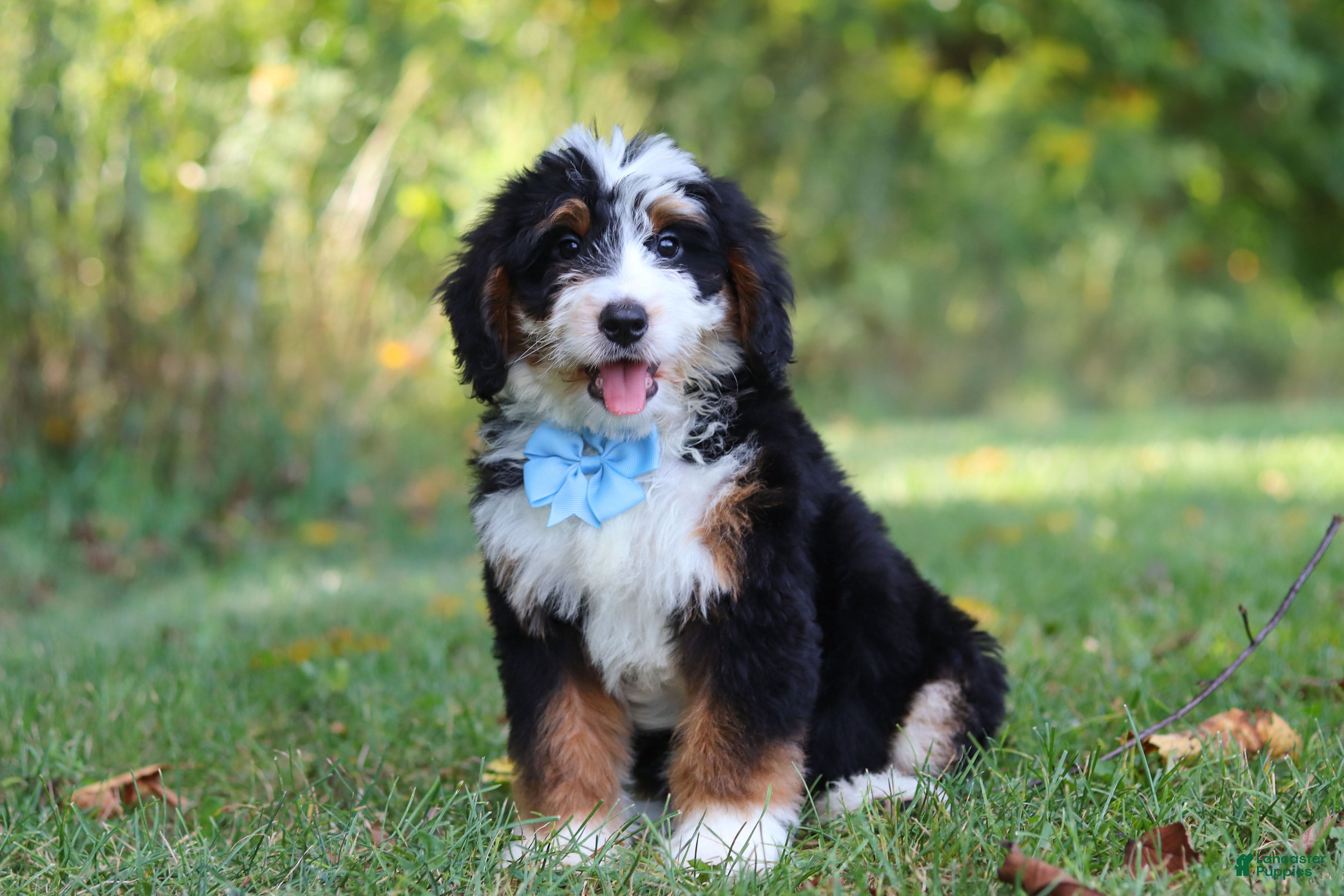 Mini Bernedoodle dogs Max - Ad 2