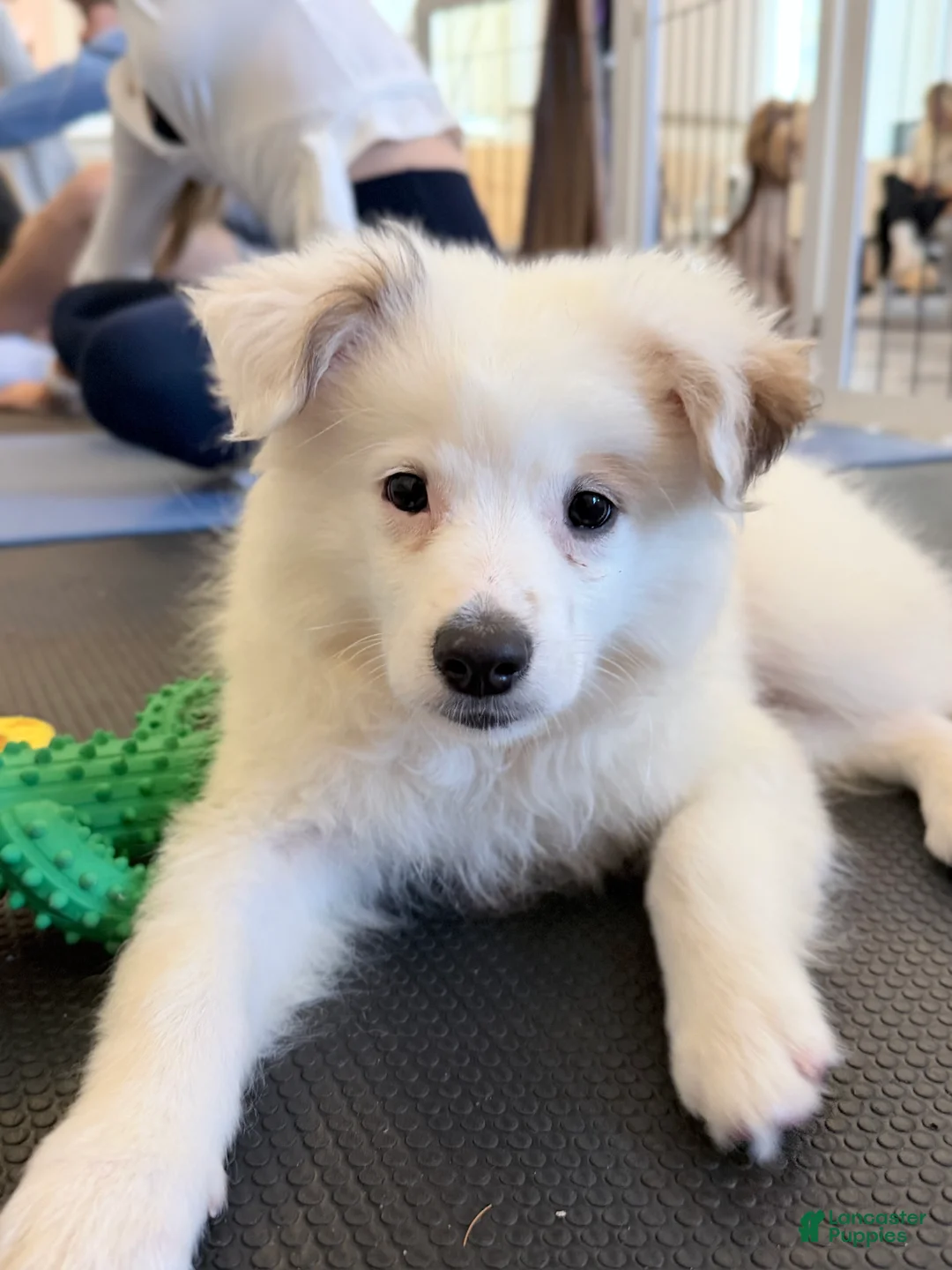 Pomeranian dogs for sale: Gus 🦴 - Ad 1