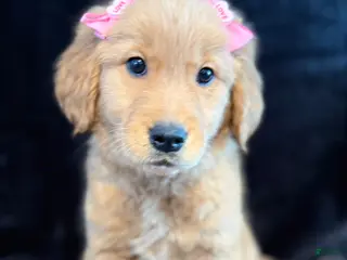 Golden Retriever dogs Golden Retriever Puppy 6 - Ad 9