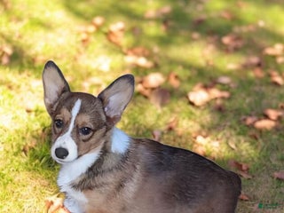 Welsh Corgi Pembroke dogs - Ad 10