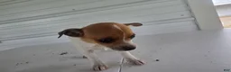Chihuahua dogs for sale: Maya - Ad 4
