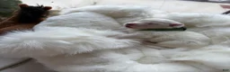 Samoyed dogs for sale: Green - Ad 6
