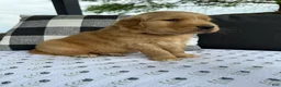 Golden Retriever dogs for sale: Motley - Ad 5
