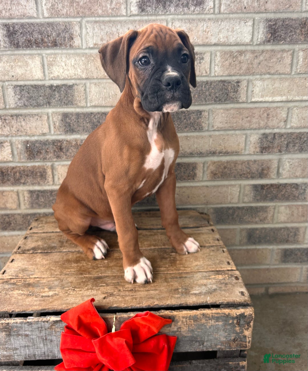 Boxer dogs for sale: Skylar - Ad 4