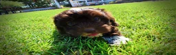 Havapoo dogs for sale: Jackson-LABOR DAY SALE-TAKE $100 OFF!!! - Ad 11