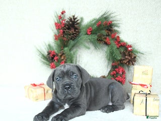 Cane Corso dogs Jazz - Ad 15