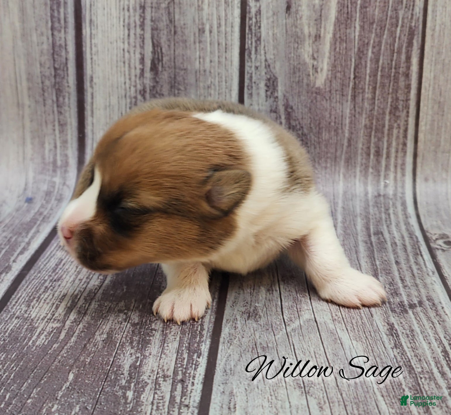 Welsh Corgi Pembroke dogs Willow Sage - Ad 21