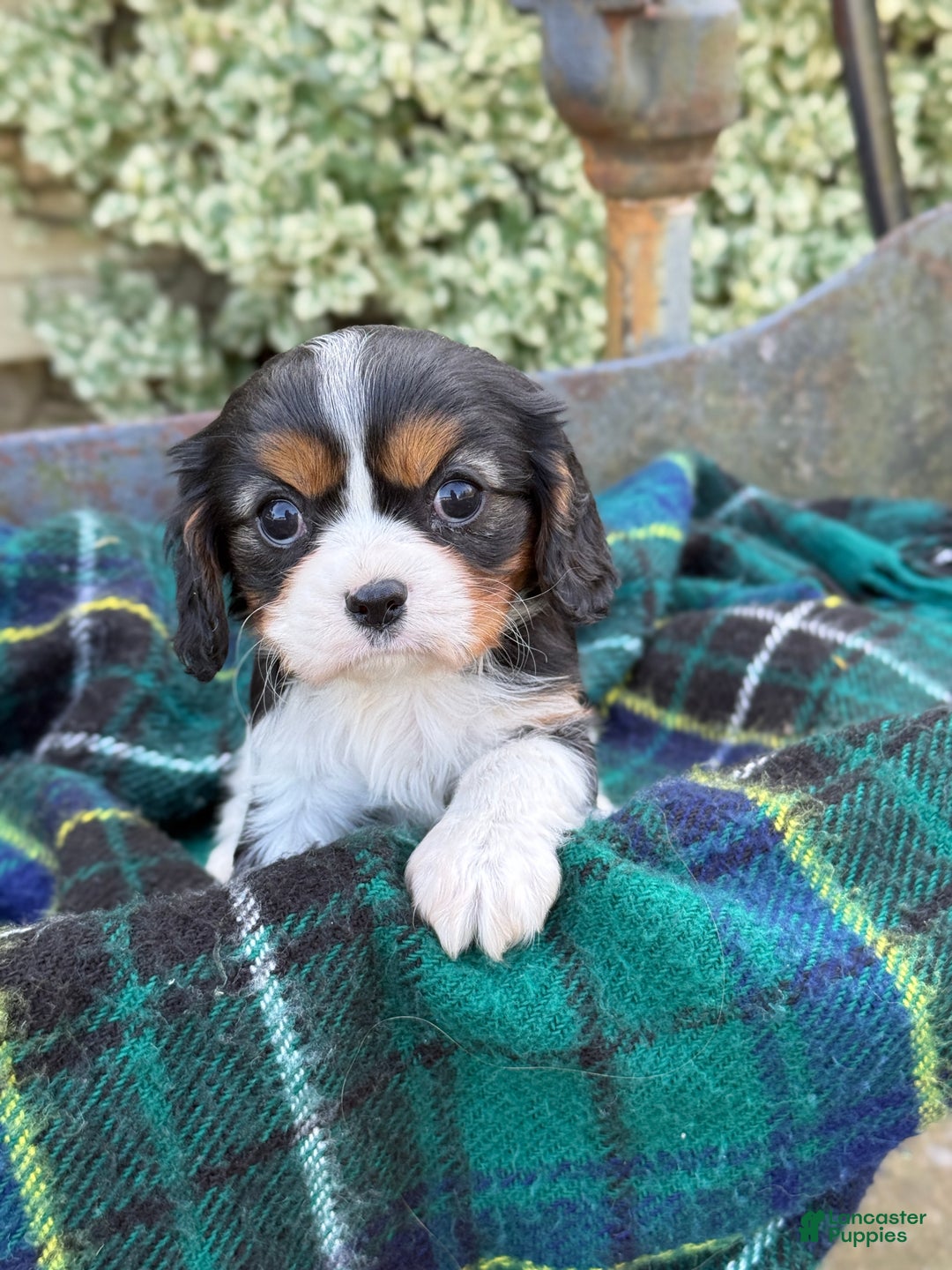 Cavalier King Charles Spaniel dogs for sale: Cutsie - Ad 3