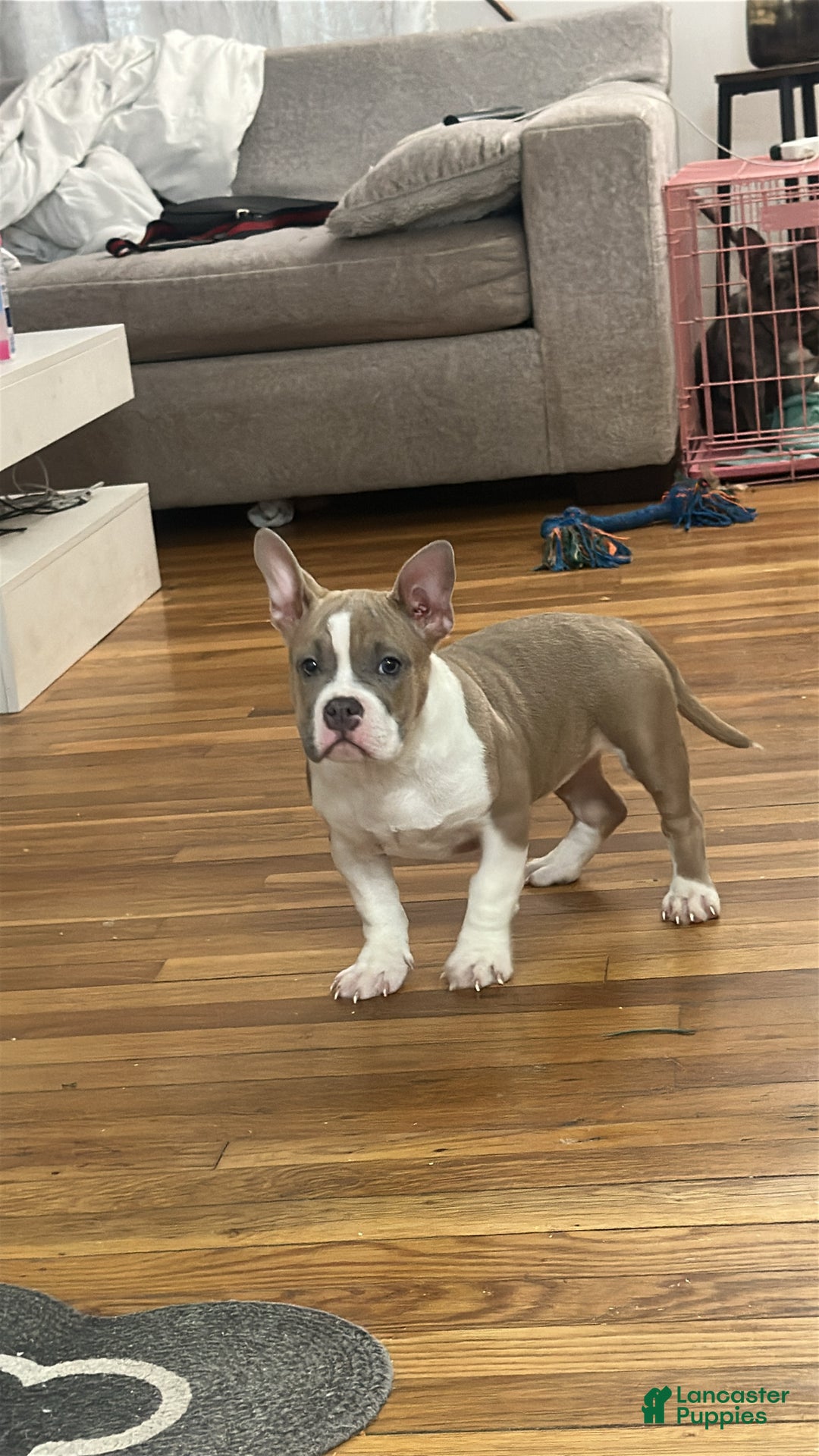 American Bully dogs for sale: Queen - Ad 3