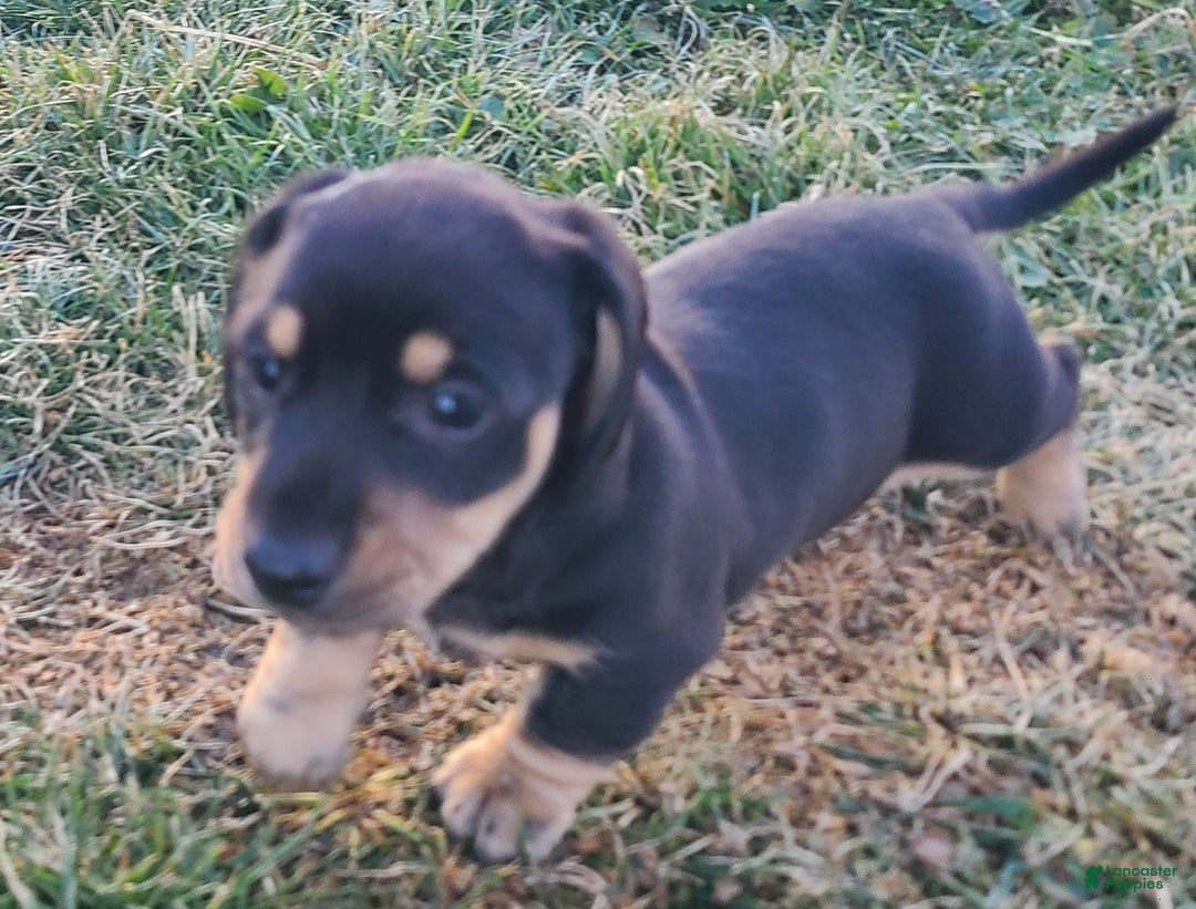 Miniature Dachshund dogs for sale: Fido - Ad 3