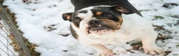 English Bulldog dogs for sale: Gaston - Ad 8