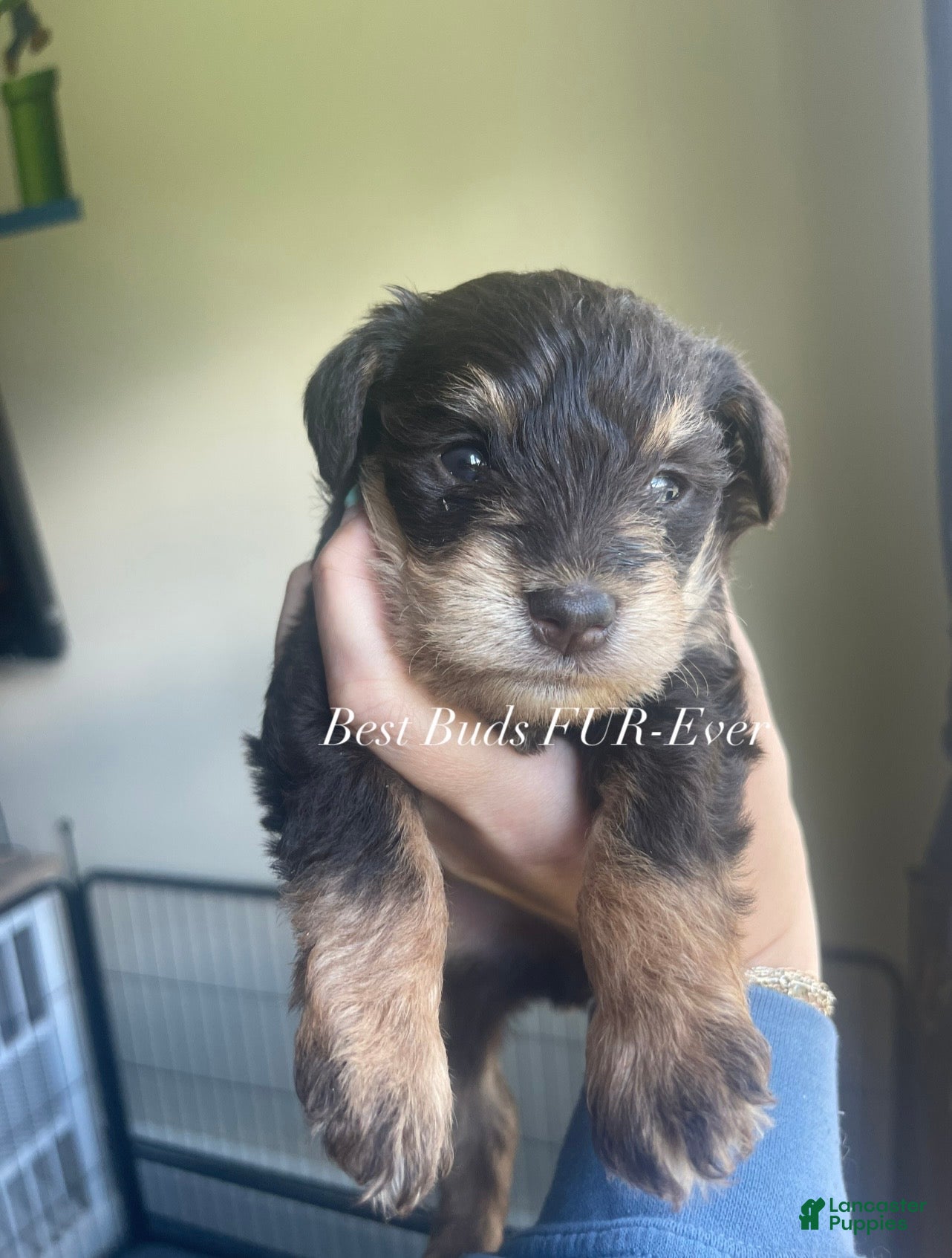 Miniature Schnauzer dogs Miniature Schnauzer 2 - Ad 2