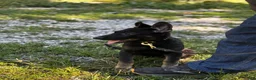 German Shepherd dogs for sale: Dolly - Ad 3