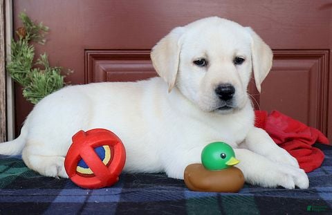 Labrador Retriever dogs Daisy - Ch lines -Special price - Ad 16