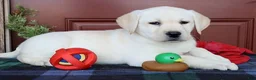 Labrador Retriever dogs for sale: Daisy - Ch lines -Special price - Ad 1