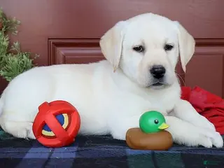 Labrador Retriever dogs Daisy - Ch lines -Special price - Ad 16