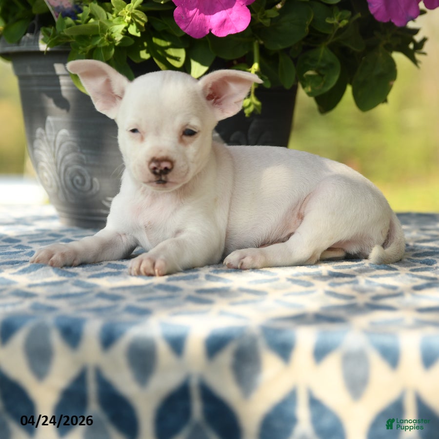 Chihuahua dogs Ronald - Ad 2