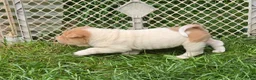 Shar Pei dogs for sale: Leo lilac flower brush mini - Ad 12