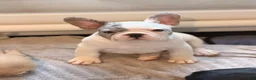 French Bulldog dogs for sale: Bear - Ad 7