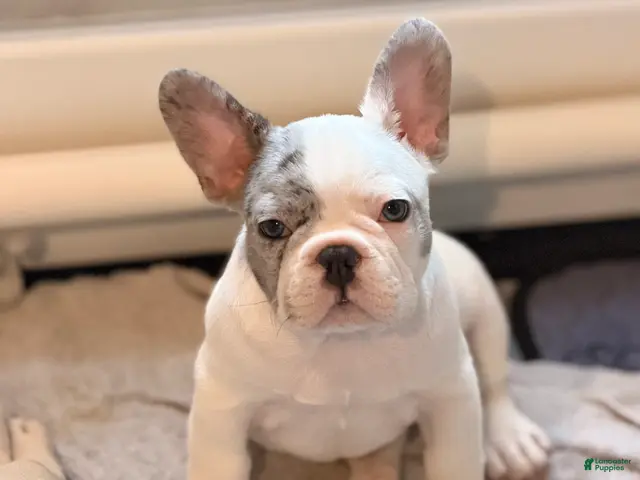 French Bulldog dogs for sale: Bear - Ad 1