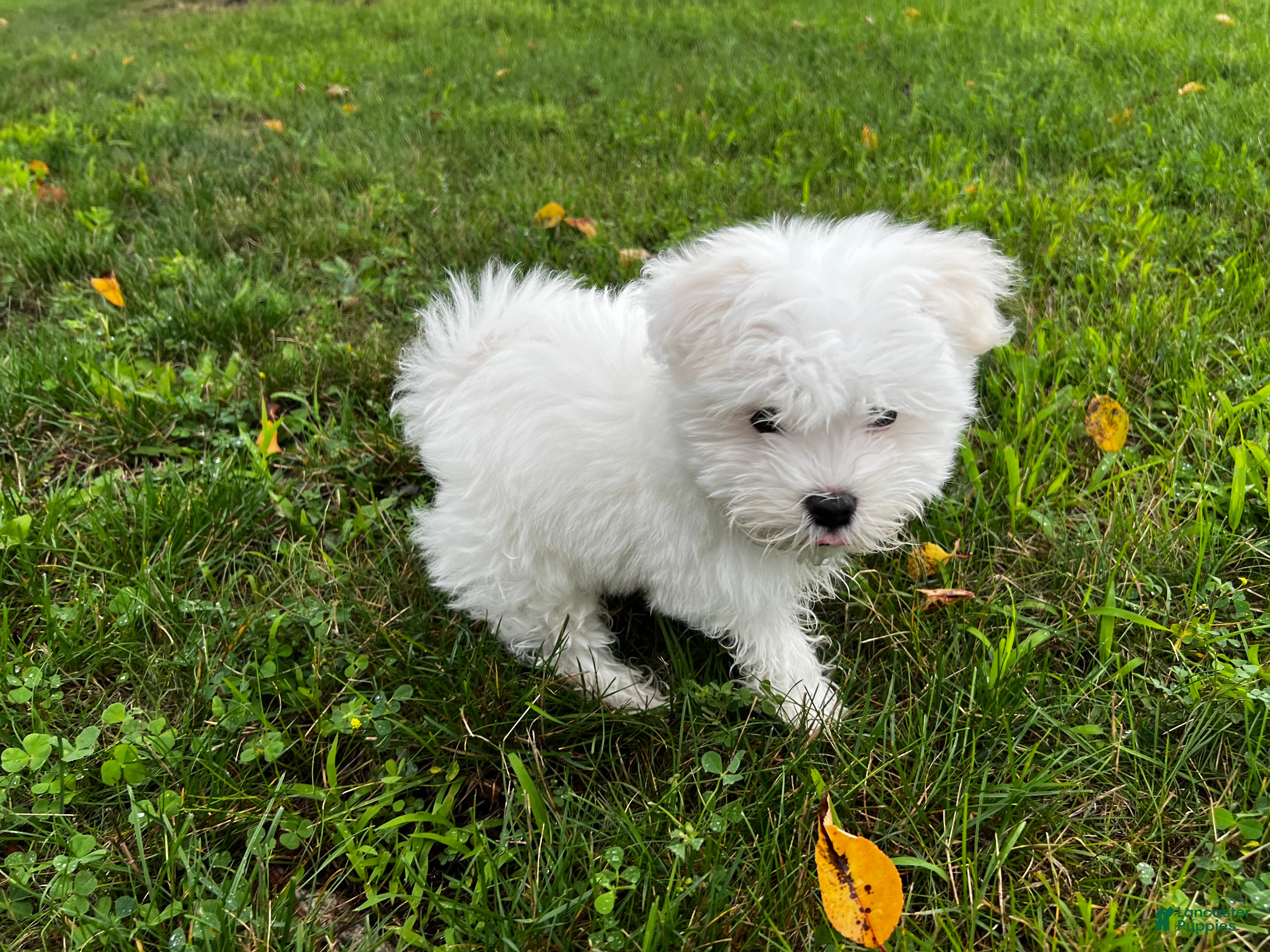 Maltese dogs Rocky - Ad 2
