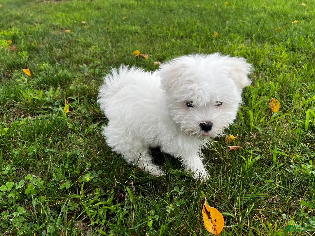 Maltese dogs for sale: Rocky - Ad 2