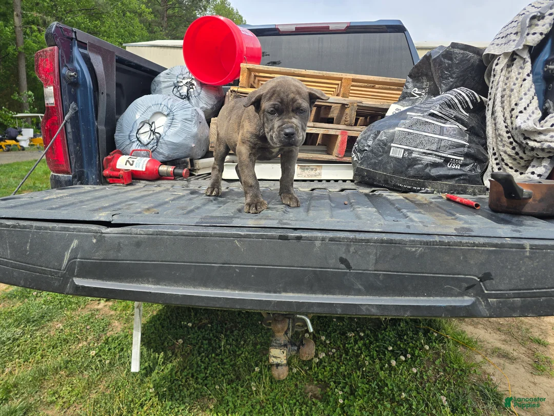 Cane Corso dogs for sale: Pink/Purple - Ad 2