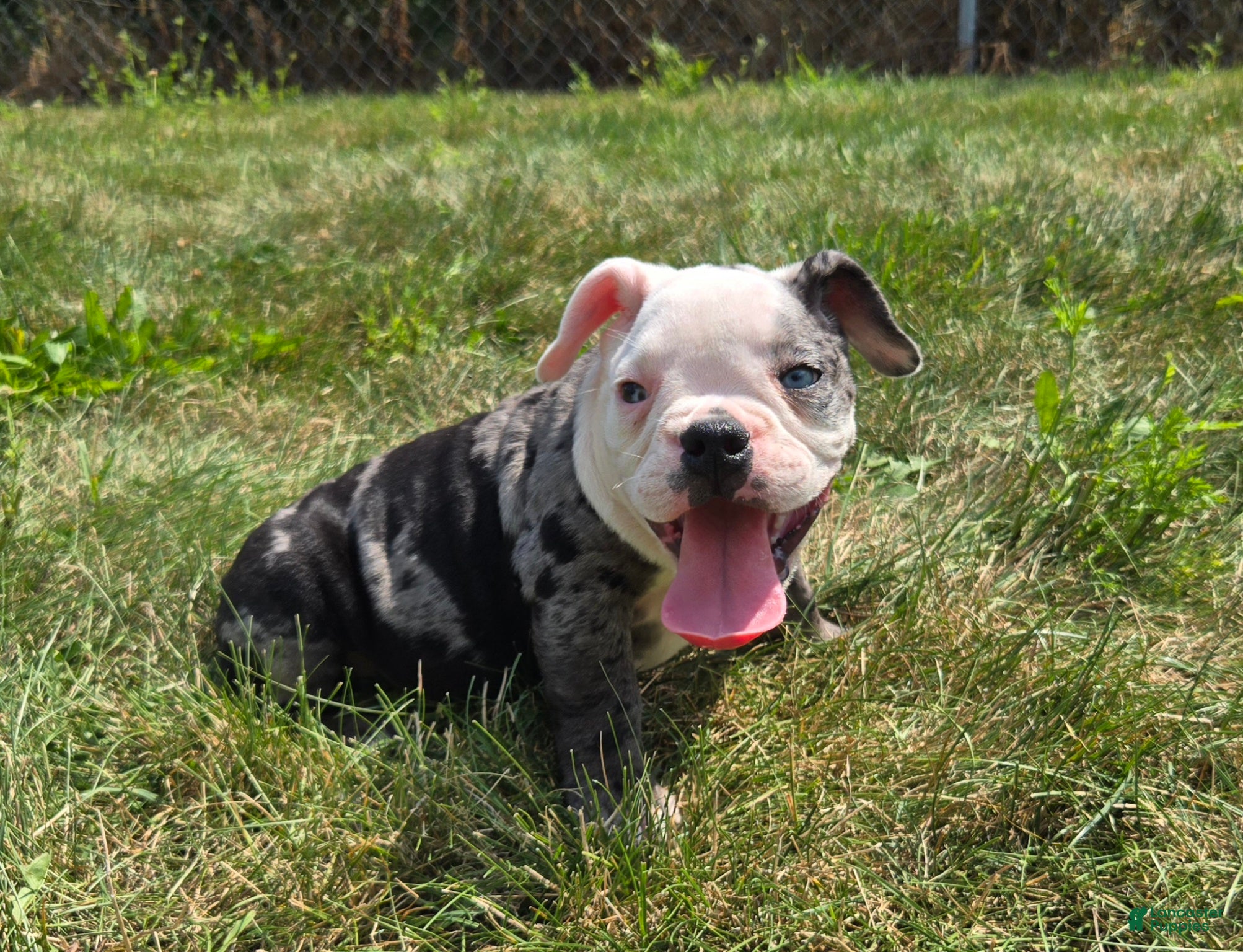 Olde English Bulldogge dogs Rocky - Ad 2
