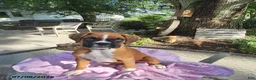 Boxer dogs for sale: Tessa - Ad 4