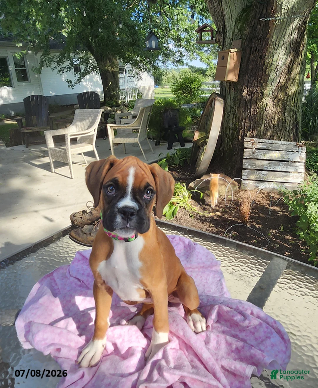Boxer dogs for sale: Tessa - Ad 4