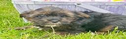 Yorkiepoo dogs for sale: Yorkiepoo Percy - Ad 1