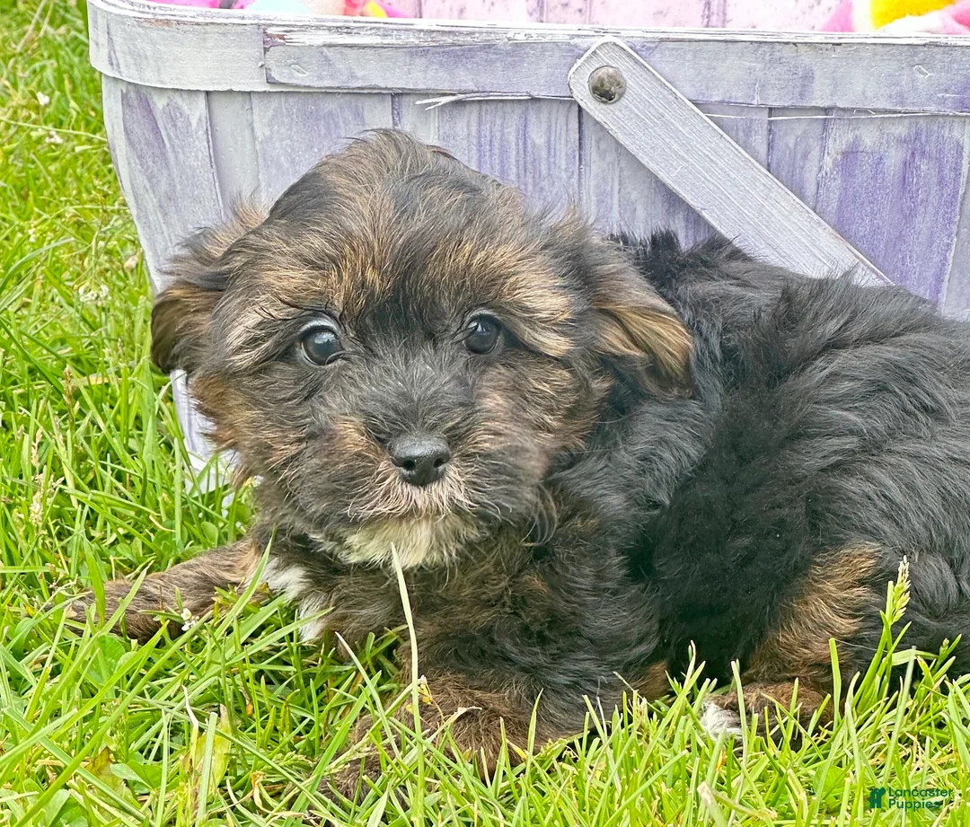 Yorkiepoo dogs for sale: Yorkiepoo Percy - Ad 1