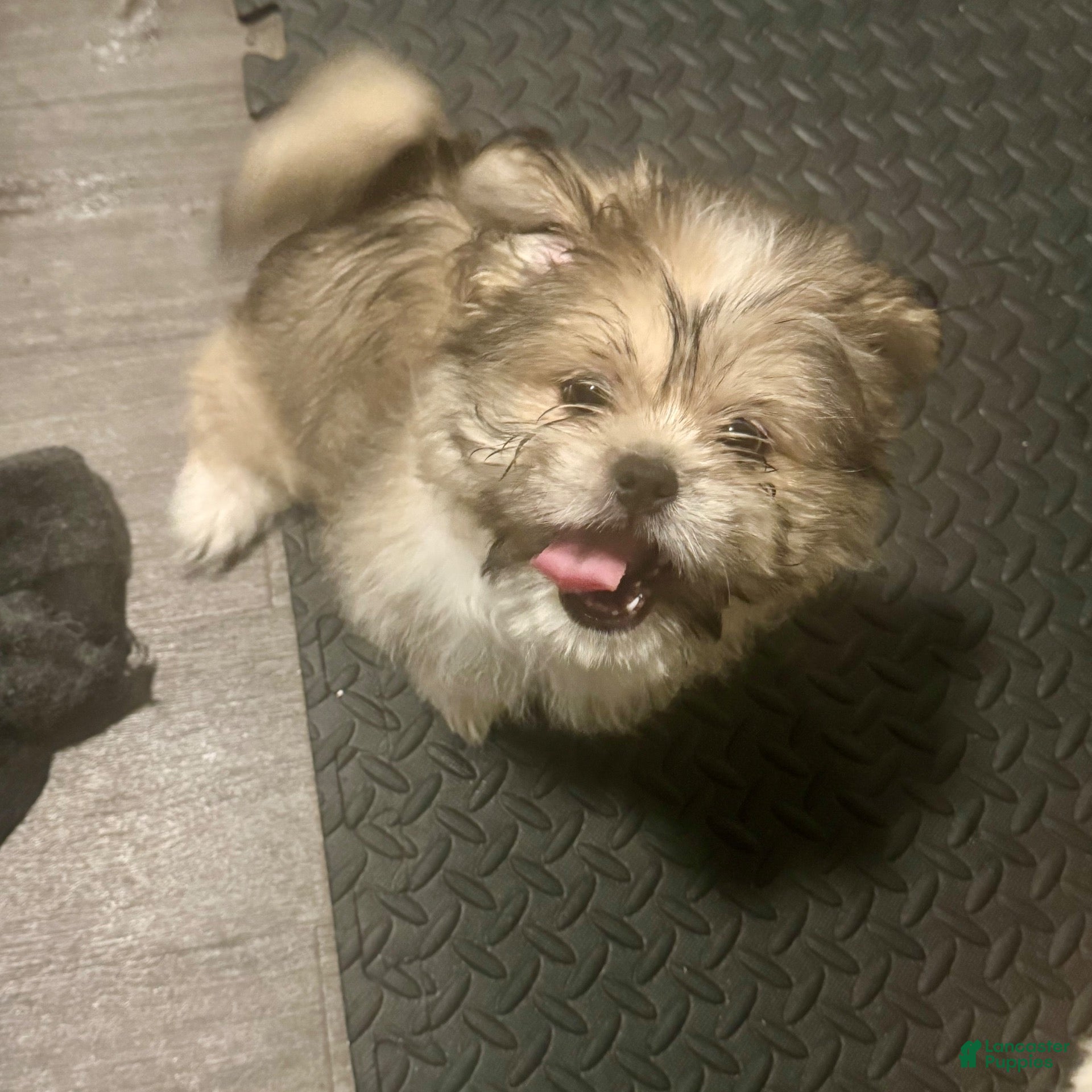 Mixed Breed dogs Peke- Tzu Pup 1 - Ad 28
