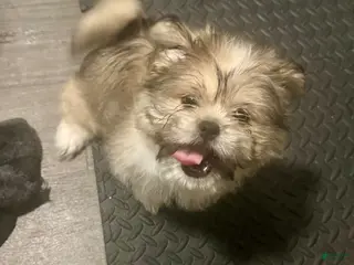 Mixed Breed dogs Peke- Tzu Pup 1 - Ad 28
