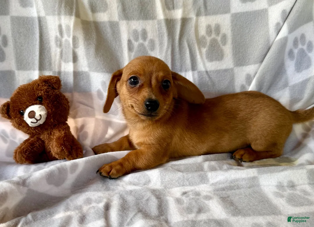 Chiweenie dogs for sale: Yoga girl - Ad 2