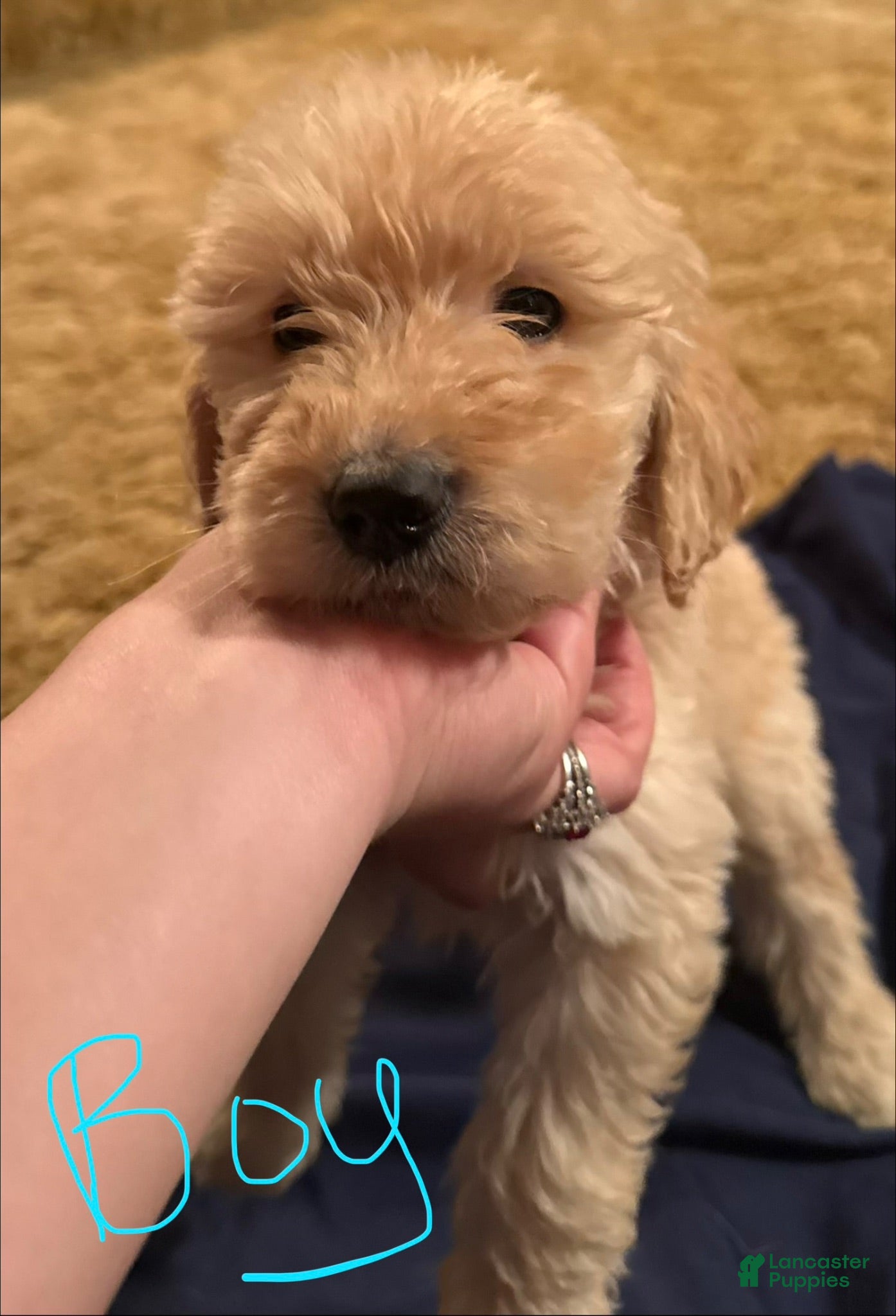Goldendoodle dogs Goldendoodle 2 - Ad 24