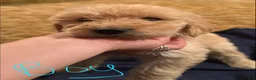 Goldendoodle dogs for sale: Goldendoodle 2 - Ad 1