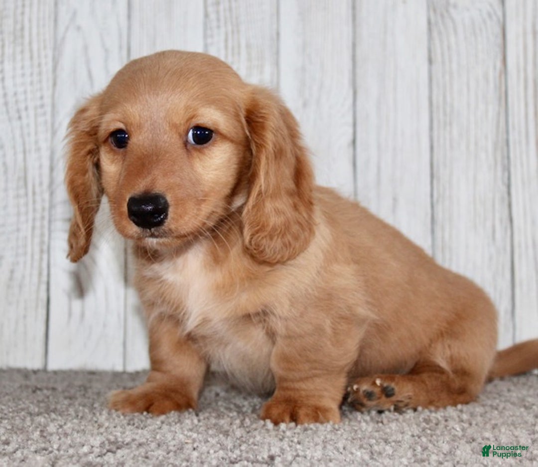 Miniature Dachshund dogs for sale: Romeo - Ad 5