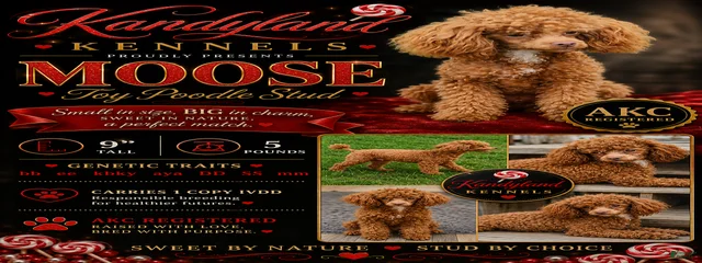 Moose