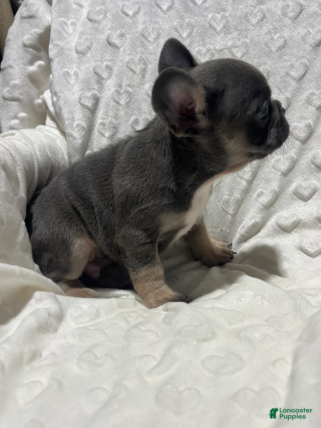 French Bulldog dogs for sale: French Bulldog Puppy 2 - Ad 10