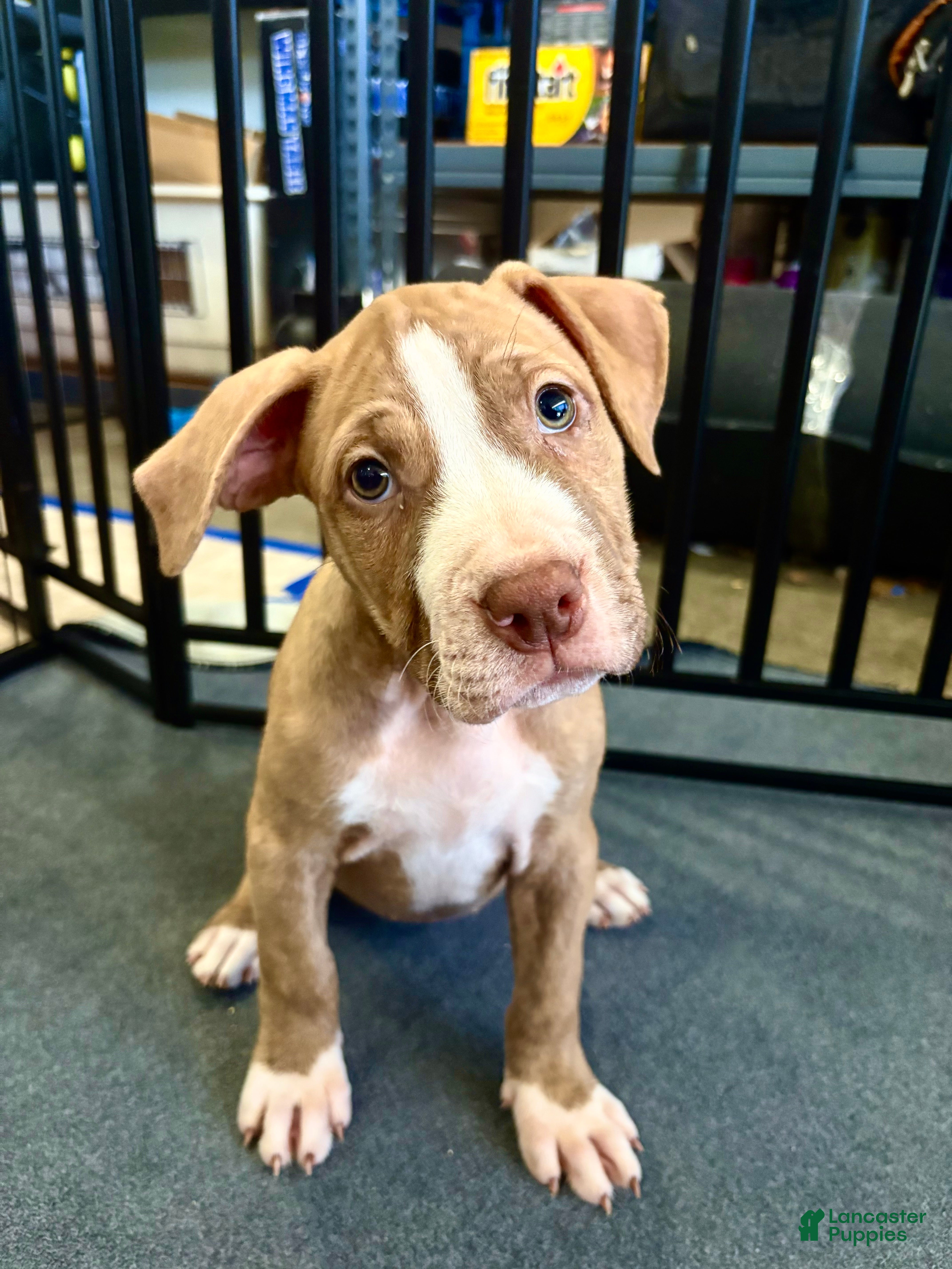 American Pit Bull Terrier dogs Button (UKC and ADBA) - Ad 7